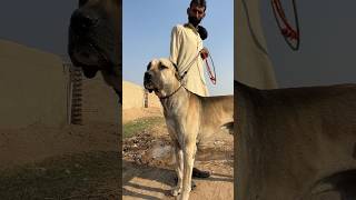 Bully Kutta Best Dog #viralshorts #shorts #trending #bullykutta