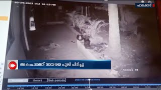 വളർത്തുനായയെ പുലി പിടിച്ചു| Leopard catches pet dog| CCTV