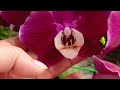 12.01.25г Цветение моих стандартов 🥰😍🌸🌼🌹 phalaenopsis