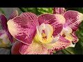 12.01.25г Цветение моих стандартов 🥰😍🌸🌼🌹 phalaenopsis