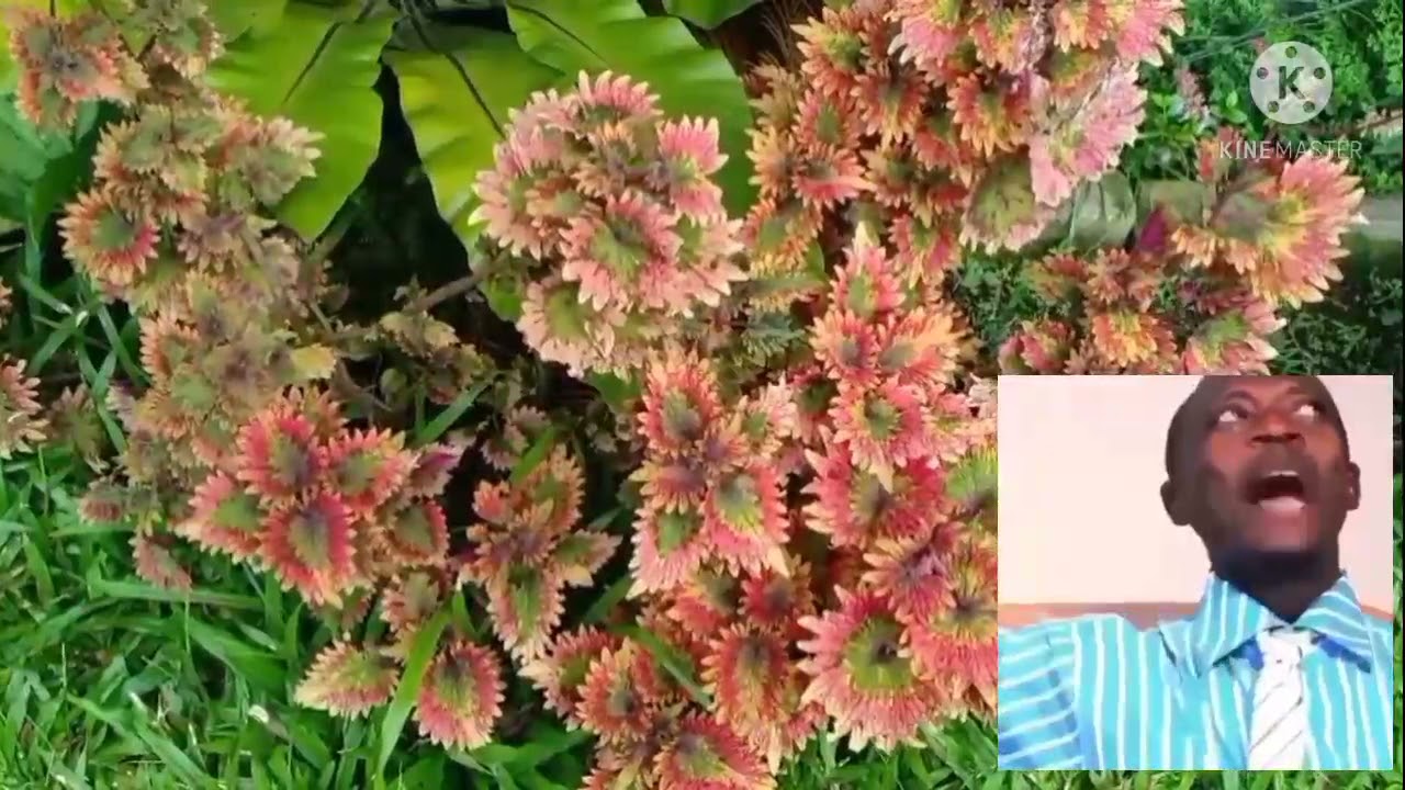 Plants Youtube