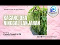 Kacang Ora Ninggal Lanjaran (Bagian 2) - Ustadz Tumidi, M.Pd Hafidzahullahuta'ala