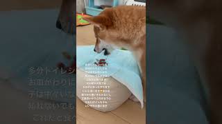 犬や猫に悪い子とかいないんじゃないかな😚って考えの持ち主ですよろしくお願いします #柴犬 #キツネ顔