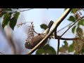 ビデスコ 野鳥 2020.01.25　ウソ　 eurasian bullfinch 　亜種アカウソ