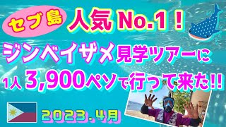 【セブ島で1番人気！】ジンベイザメ見学ツアーに行ってきた!!全部込み込みで3,900ペソで楽しめる♪現時点で最安値！ドローン映像も有り！