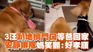 3汪趴地擠門口等爸回家　安靜排隊媽笑翻：好孝順｜寵物動物｜精選影片