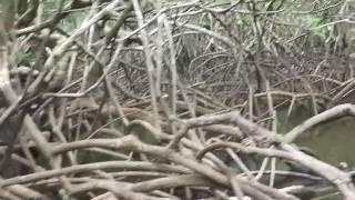 Mangrove tour on Sierpe River 2