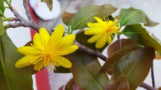 ছাদ বাগানে পেস্তা বাদাম চাষ। Pista Badam Plant \u0026Care in Roof Garden. #pistabadam #gardeningsusavan