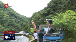 雙龍族人善用天然資源 山泉水養殖美味香魚 2019-07-26 Bunun IPCF-TITV 原文會 原視族語新聞