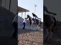 nsca omoksee horse rodeo horseshow western westernriding youtubeshorts subscribe