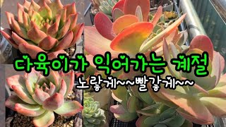 다육이가 익어가는 계절 🎃🍂🍁노랗게 빨갛게 익어가요#korean succulent plants