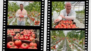 🌱🍅Pomidor Framboo na trudne czasy‼️