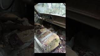 This 1966 Chevy Biscayne was an amazing find AND your sign to go save classic cars from the woods