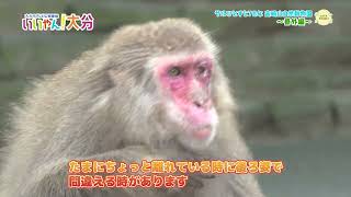 サルひとすじ70年 高崎山自然動物園（番外編）