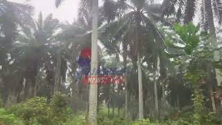 Okitipupa Oil Palm Plantation: A Blessing or a Burden to the Ikale People?