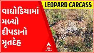 વડોદરાઃ વાઘોડિયામાં મળ્યો દીપડાનો મૃતદેહ, ગ્રામજનોએ વનવિભાગને કરી જાણ; જુઓ ગુજરાતી ન્યૂઝ