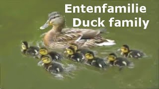 Entenfamilie - Duck family - Sweet ducklings - Süße Entenküken