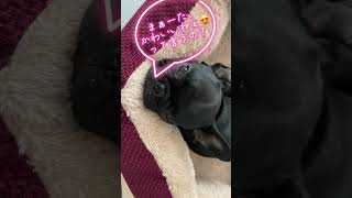 【フレンチブルドッグ子犬♀】大暴れした後の電池が切れたかのようなフレンチブルドッグ　#shorts #フレンチブルドッグ子犬 #frenchbulldog