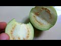 protect from bat psidium guajava the common guava 4k ultra hd.mp4