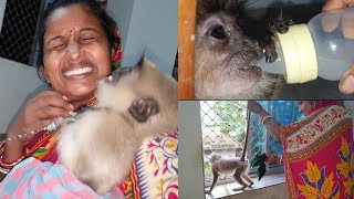Very very heart touching, emotional as situational video about langoor apes
