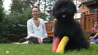Found: Poodle in casts, bag of food abandoned on roadside