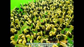 黑豆發芽時間｜新鮮青仁黑豆種子｜經定期發芽率測試高達85%以上