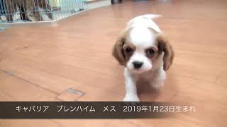 キャバリア　ブレンハイム　メス　2019年1月23日生まれ