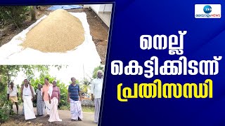 Kottayam Farmers | 1500 ക്വിൻ്റൽ നെല്ല് കോട്ടയം അയ്മനം പഞ്ചായത്തിൽ കെട്ടിക്കിടക്കുന്നതായി പരാതി