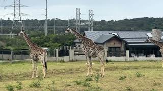 Curious Giraffe Family’s Summer Stroll | Wildlife Wonders 🦒🌞