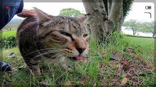 腰トントンされるとペロペロ草を噛む野良猫がカワイイ