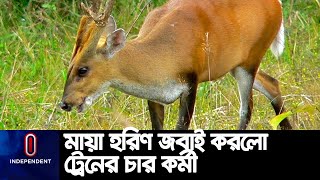 বন্যপ্রাণী আইনে এটা অপরাধ হলেও মামলা নেয়নি রেলওয়ে পুলিশ || Lawachara vs Rail