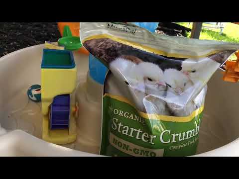 DIY how to build a chicken pen house for a rescued duck DIY how to build a chicken pen house for a rescued duck