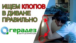 ✅ Как найти клопов в диване. Где прячутся клопы?