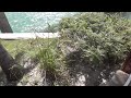 20141029 フロリダキーズ florida keys 15：old seven mile bridge：逃げるイグアナ escaping iguana