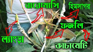 22- একটি গাছে ৫ রকমের আম  |  5 in one tree  | 5-in-1 Mango Tree | 01964470391