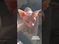 sphynx bold cat heterochromia сфинкс лысый кот гетерохромия разноглазый самый красивый кот в мире