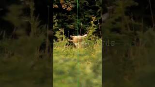 Rabbit Flips in the Air from Perfect Headshot | Daytime Hunt with PARD DS35 LRF Scope