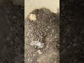 queen ant hunts live termite