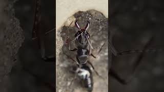 QUEEN Ant Hunts LIVE Termite