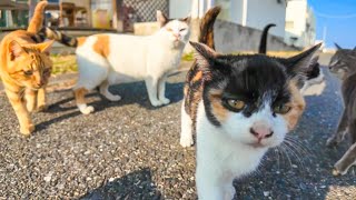 顔見ると駆け寄ってくる子猫達がかわい過ぎる