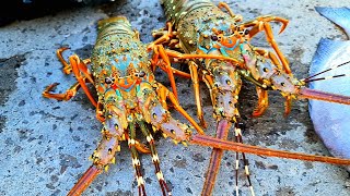 Mancing lobster waktu yang bagus ketika arus kendor atau arus mati Di Dam merak banten