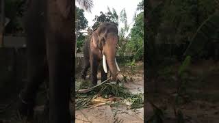 techikottu kavu ramachandran @ Kollam Ramankulungara