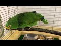 一緒にとべzoo「ボラ長のまいにちお散歩～キボウシインコ～」