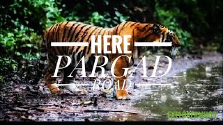 Here Pargad | Tiger spotted | Pargad Fort 2023 #viral#tiger#india#punetimes#trending#video#tigers