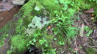 Craterellus Ignicolor | George Lindemann | Coal Creek Farm