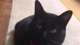 あくびする黒猫ジジ