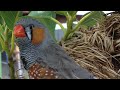 Zebra Finch Aviary Live (23082021 PM)