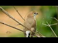 indian silverbill injapur forest