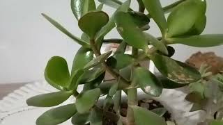 Crassula Ovata 🌱 Para Çiçeği bitkisinin 🌱 bakımı hakkında herşey 🌿