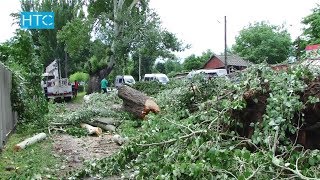 Вдоль трассы Бишкек – Кара-Балта спилят 3 тыс. карагачей / 13.06.17 / НТС